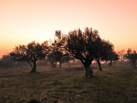 Olive Trees