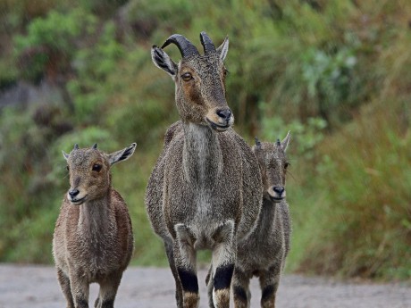 Nilgiri Tahr