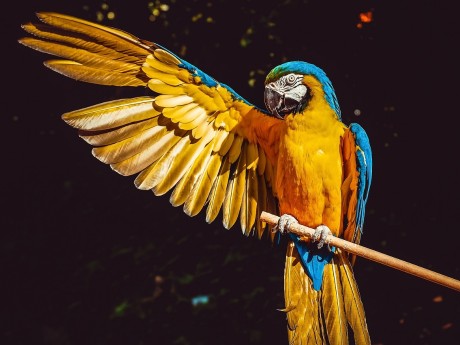 Blue & Yellow Macaw