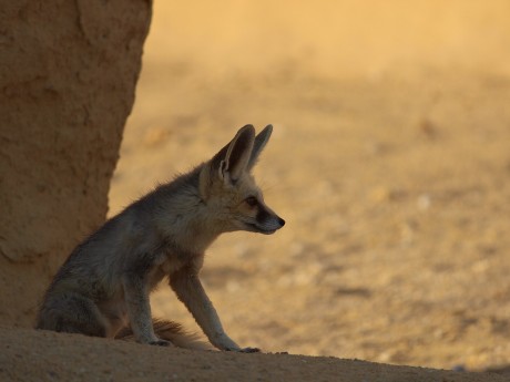 Fennec Fox