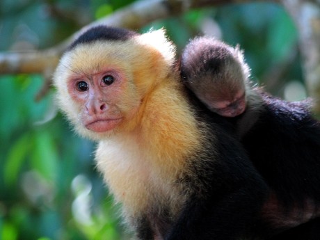 Schmalschwanzkaribikaffe