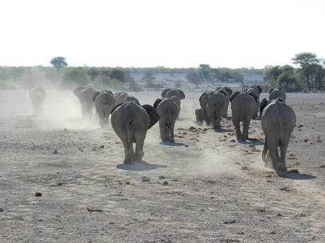 Elefanten in Etosha