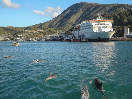 Interislander_Neuseeland_184604-dolphins