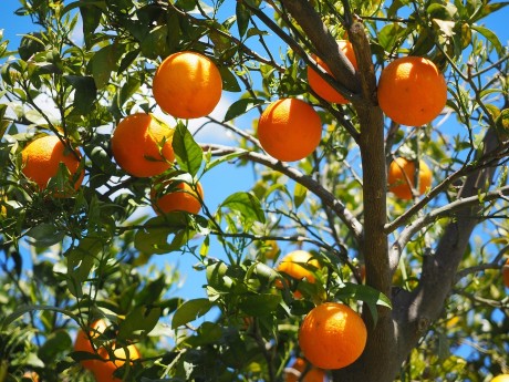 Orange trees