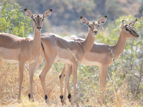 Impala in Ohrigstad, South Africa