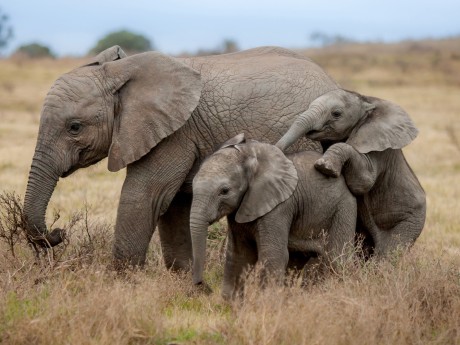 Kariega Game Reserve_Südafrika_wildlife_