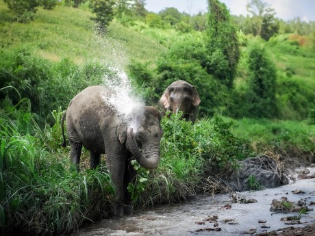 Elefanten in Chiang Mai