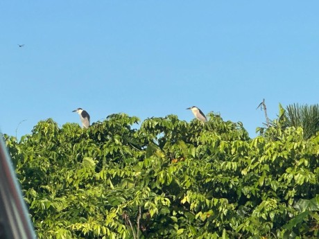 Birds