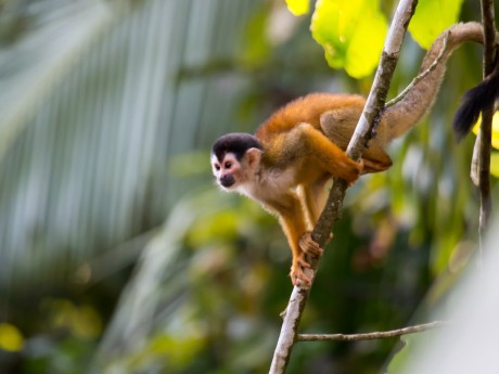 Squirrel Monkey