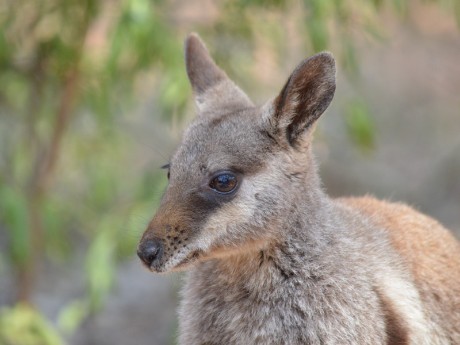Kangaroo in Alice Springs
