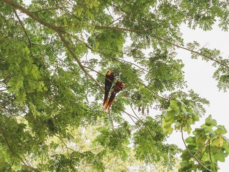 Scarlet Macaws in Tree