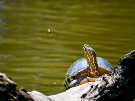 Tortuguero River Turtle Sunbathing