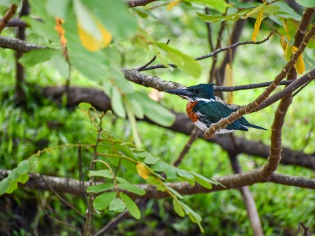 Amazon Kingfisher