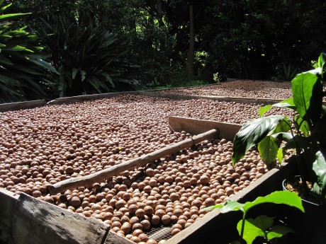 Macadamia nuts