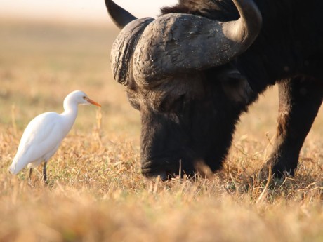 Sunway Botswana Chobe River Cattle Egret