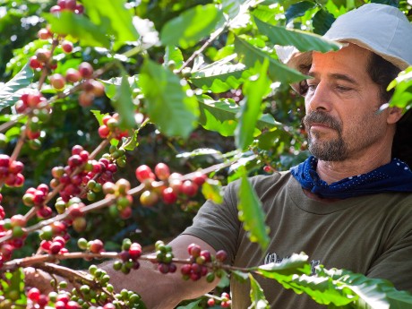 Finca Rosa Blanca Coffee Plantation