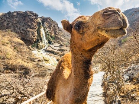 Kamel - Wadi Darbat - Oman