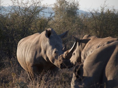 Nashörner