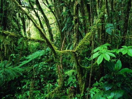 Monteverde Cloud Forest