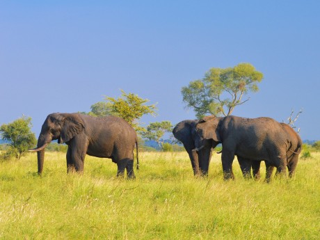 Africa Experience_Südafrika_Elephants_2_