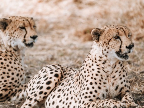 Africa Expeditions_Botswana_cheetah_Savu