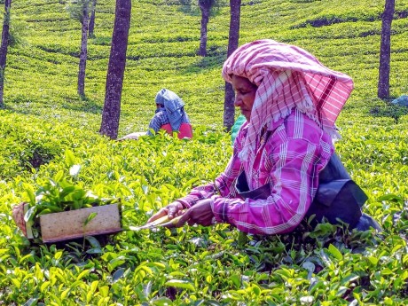 Munnar Tea Plantation