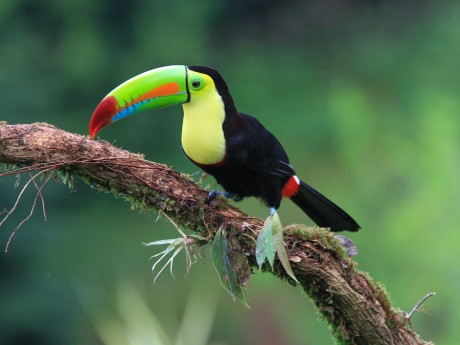 Keel-billed Toucan