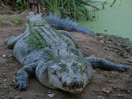Crocodile