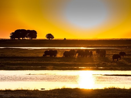 Sunway Botswana Chobe elephants (Dirk Re