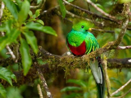 Quetzal
