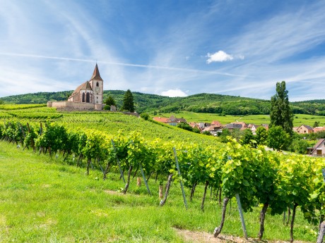 France - Alsace wine trail