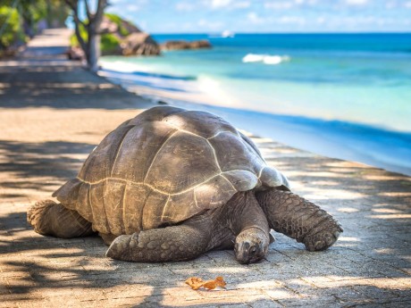 Seychellen_Schildkröte_shutterstock©java