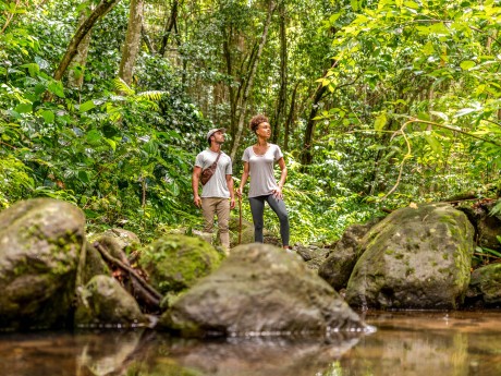 Rainforest Hike in St. Kitts