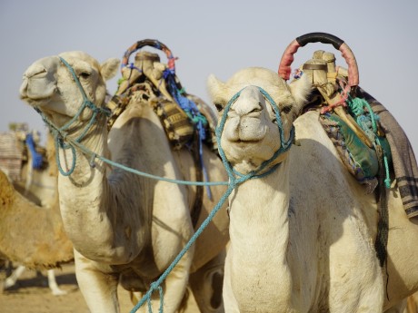 Camels