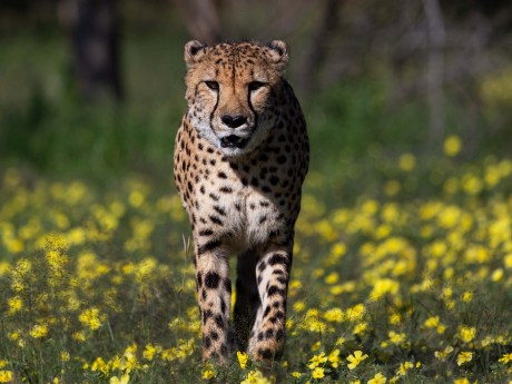 Na'an ku se Lodge_Namibia