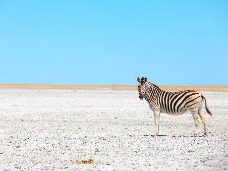 Botswana_Zebra Makgadikgadi Salt Pan_shu