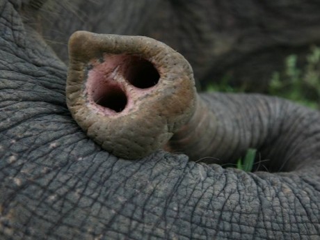 Elefantenrüssel Nahaufnahme