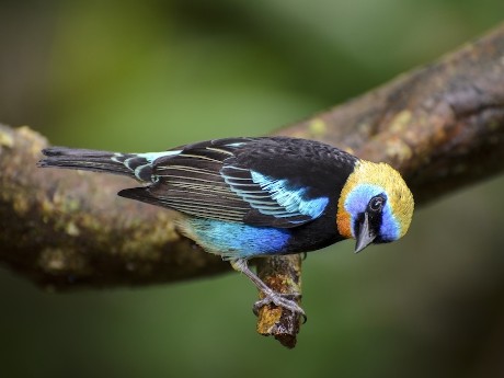 Golden-hooded Tanager 1