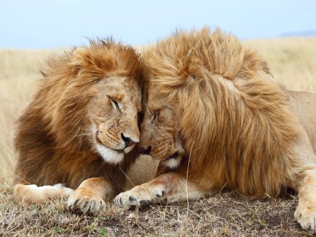 Maasai Mara Loewen