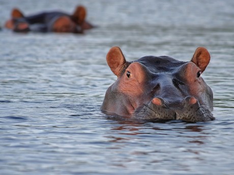 Hippo