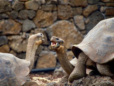 Galapagos Giant Tortoise