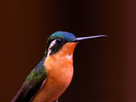 Hammingbird_Monteverde