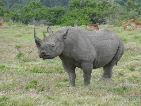 Rhinoceros in Kariega Private Game Reser
