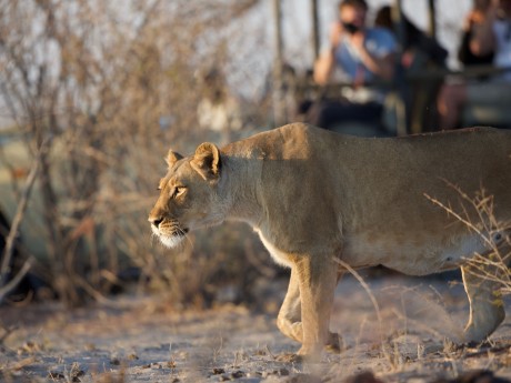 Leroo La Tau_Botswana_3836