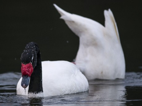 Black Necked Swans Chiloe