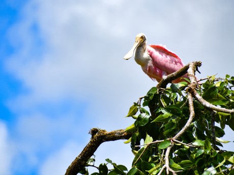 Roseate Spoonbill