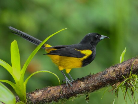 Black-Cowled Oriole