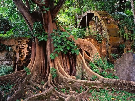 RAINFOREST WALK ST LUCIA