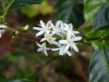 Coffee blossom