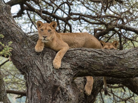 Discover The Real Africa From Lake Manyara